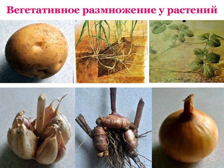 Вегетативный способ