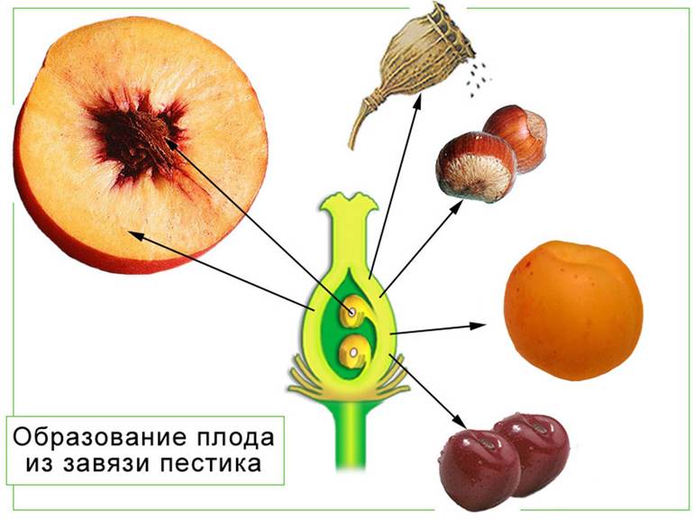 Образование плода из завязи 