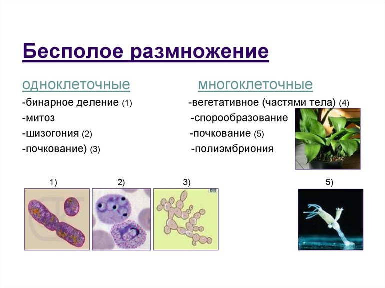 Бесполое размножение