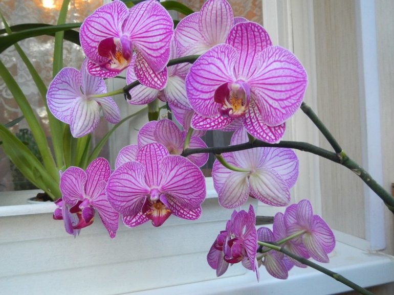 Орхидея фаленопсисы