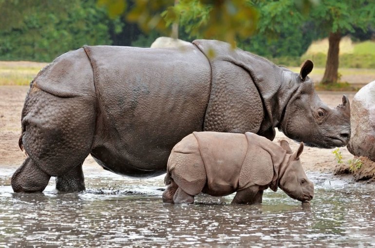Носороги теперь населяют Южную и Юго-Восточную Азию