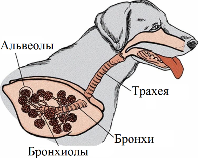Строение дыхательной системы млекопитающих