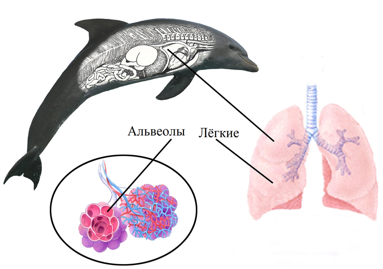 Дыхательная система у морских млекопитающих