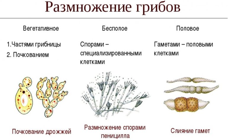 Виды размножения грибов