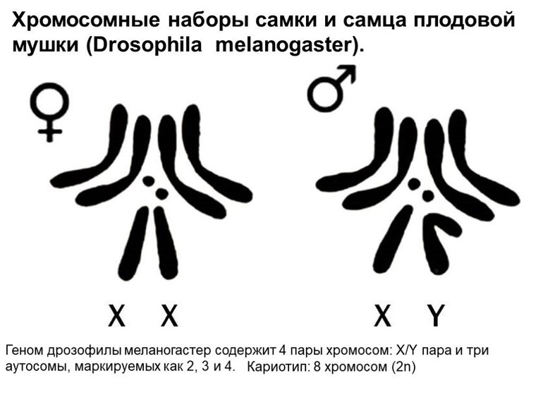 Хромосомная теория наследственности моргана 