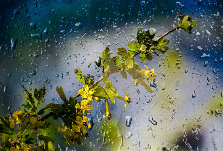 «Весенний дождь»