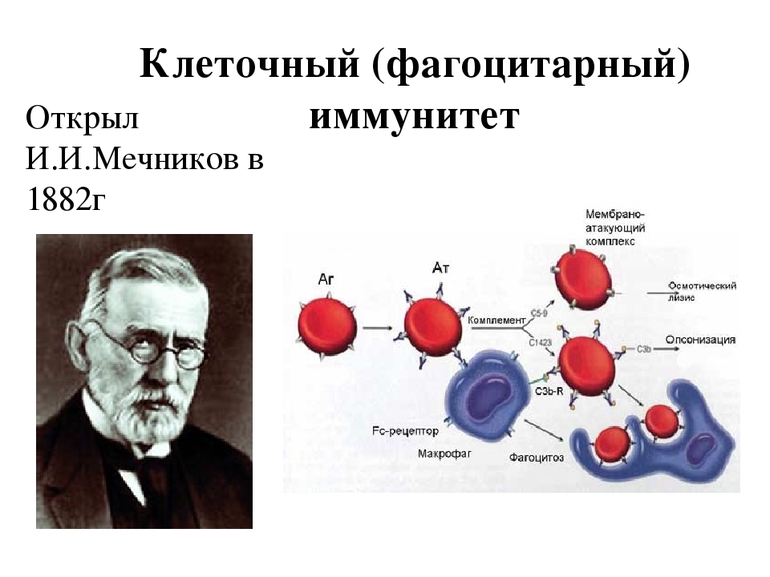 Основатель фагоцитарной теории иммунитета 