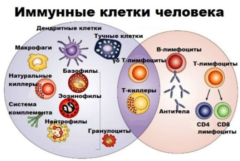 Клеточный иммунитет теория 