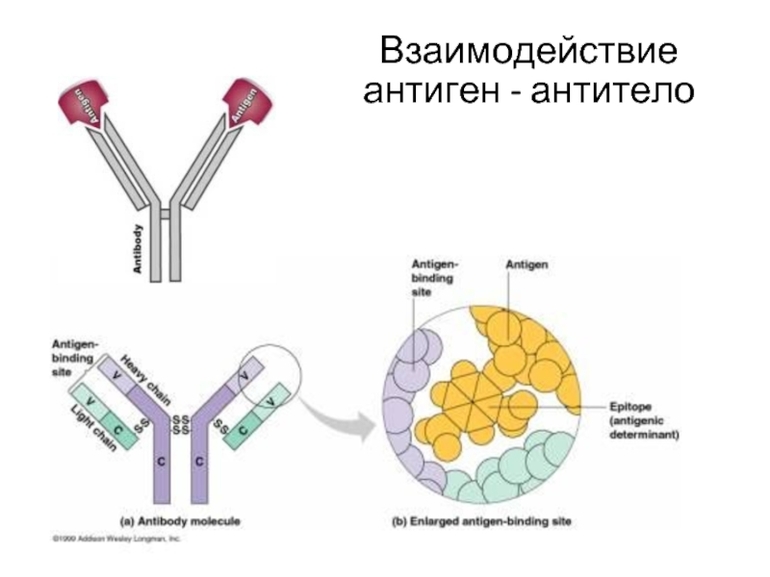 Взаимодействие антител и антигенов