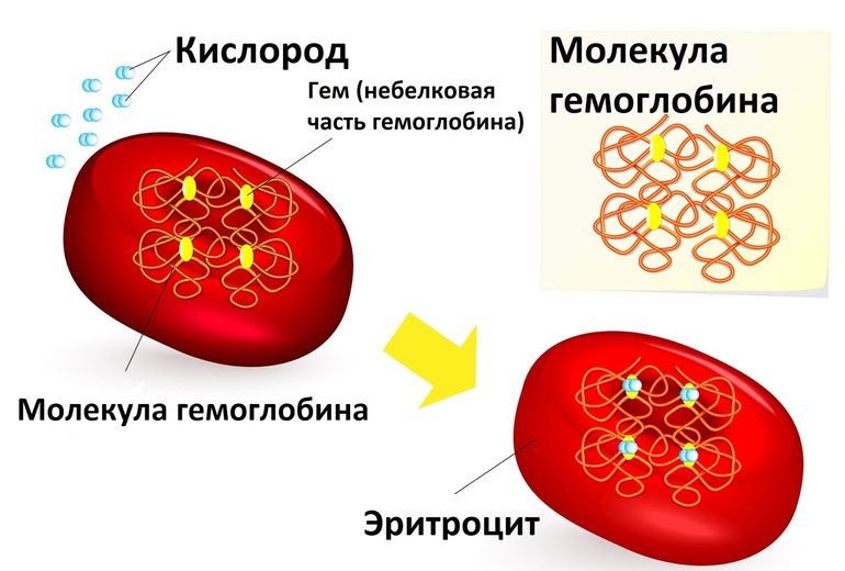 Гемоглобин и эритроциты
