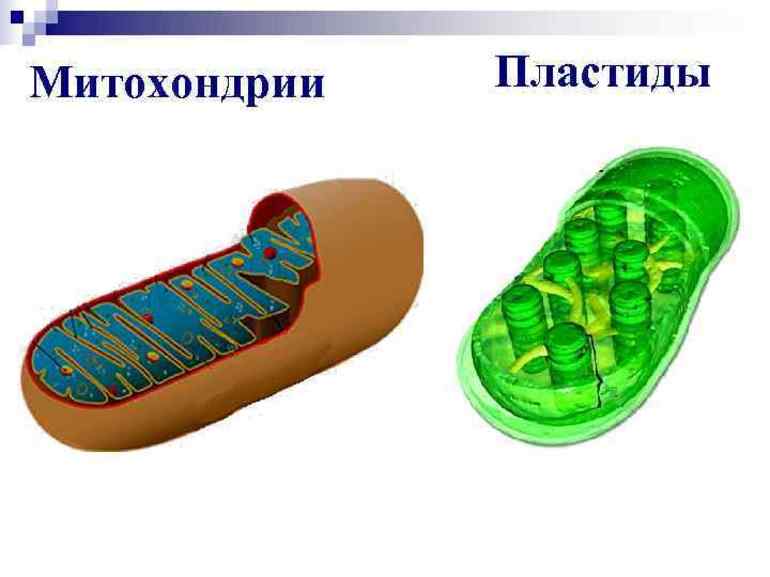 Митохондрия микротрубочка хлоропласт. Строение митохондрий и пластид. Строение митохондрии и хлоропласта. Митохондрии и хлоропласты. Рибосомы хлоропластов и митохондрий.