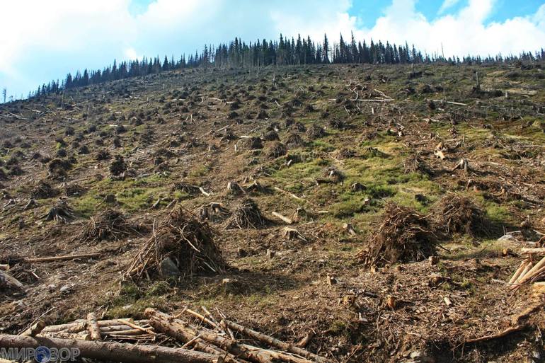Массовая вырубка деревьев