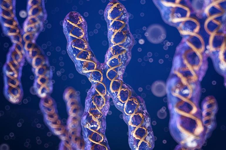 Молекулы ДНК в тельце хромосомы