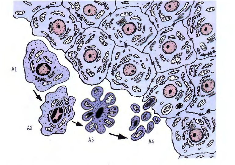 Гибель клетки