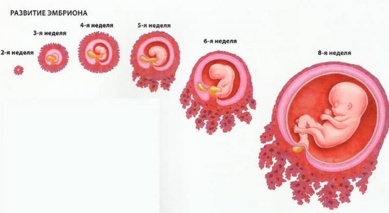Стадии эмбриональное развитие 