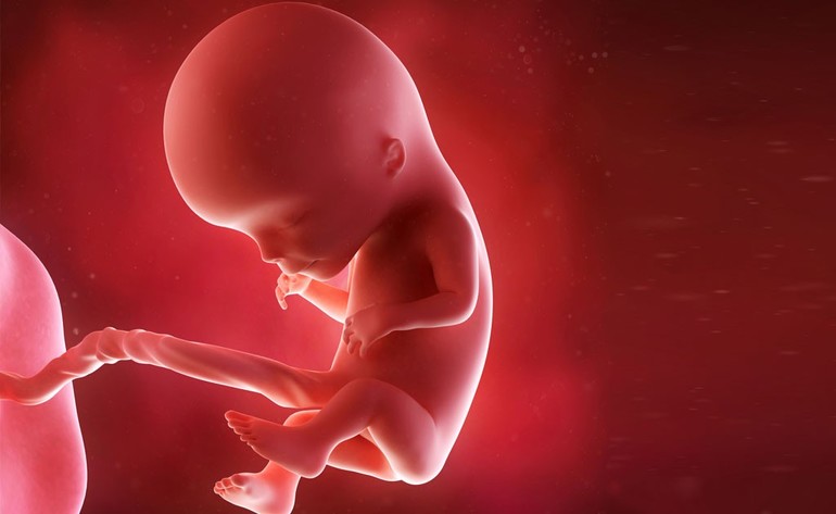 Эмбриональное развитие эмбриональный 