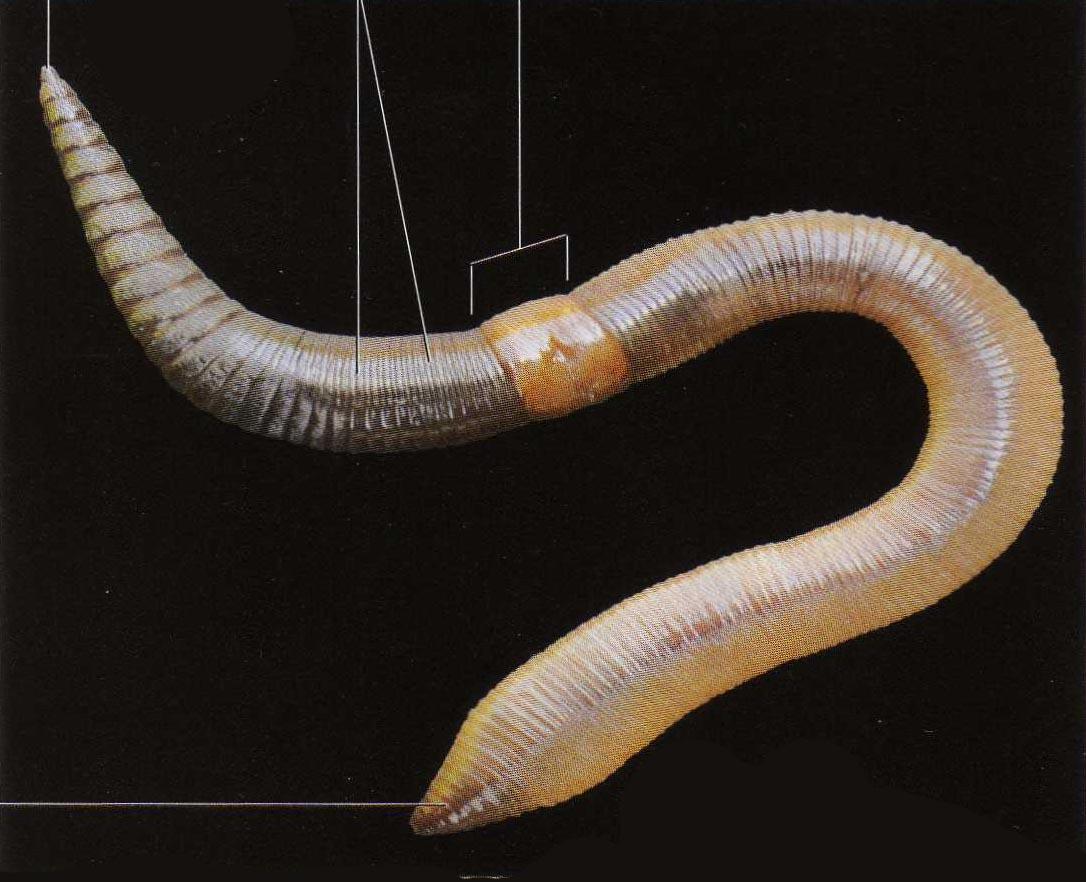 Какая форма червя. Кольчатые черви Малощетинковые черви. Oligochaeta (Малощетинковые черви). Малощетинковые кольчатые черви. Кольчатые черви олигохеты.