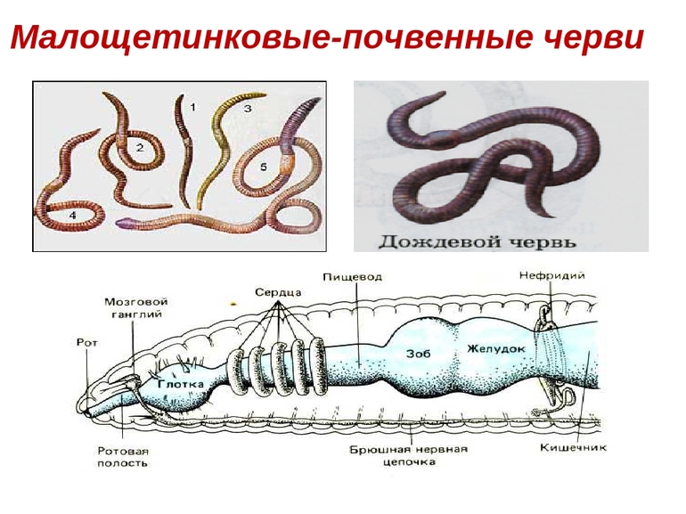 Внутренняя структура малощетинковых червей