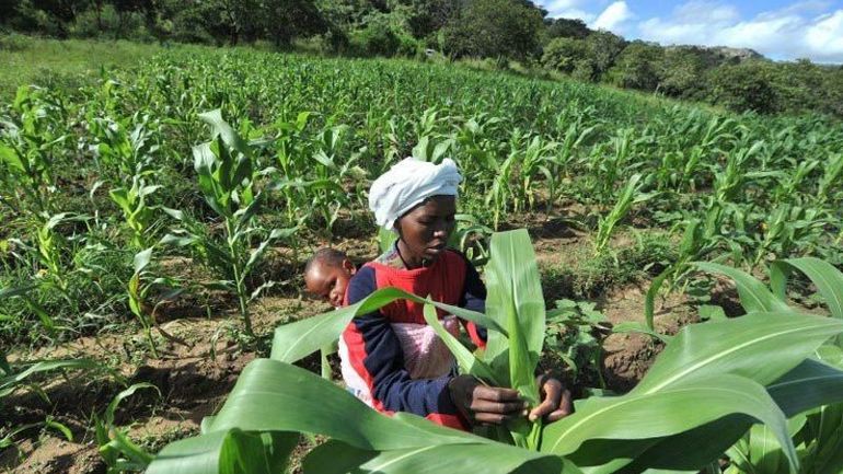 Выращивание кукурузы в Африке