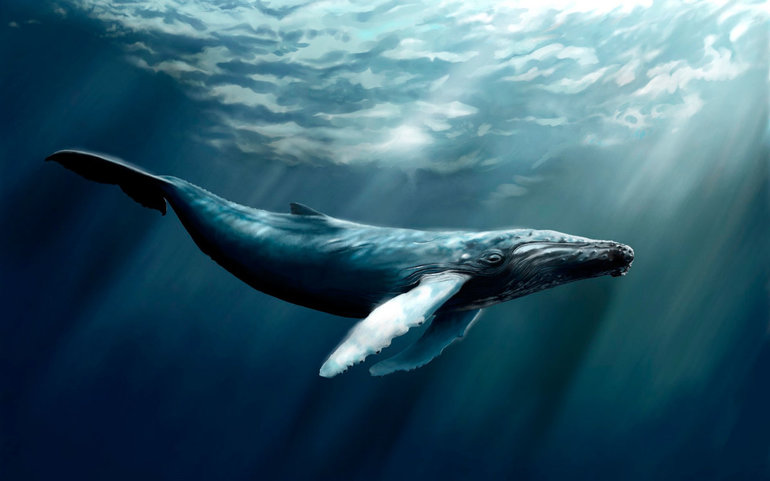 Синий кит описание для детей