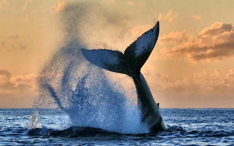 Синий кит кратко