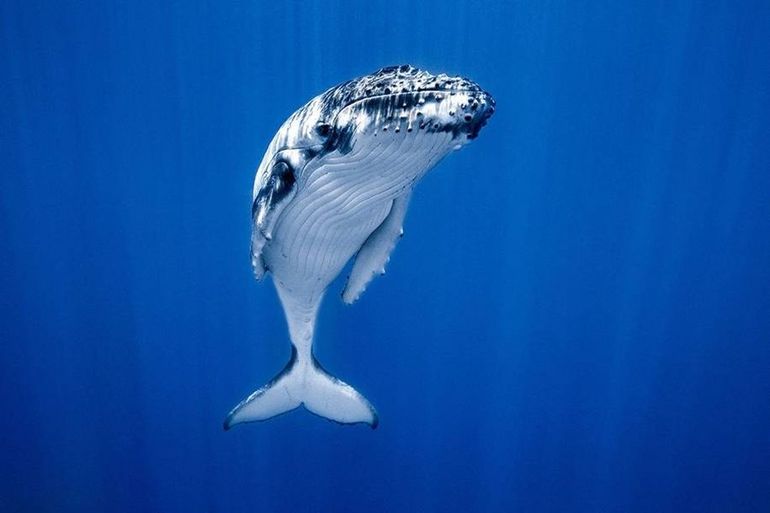 Описание синего кита
