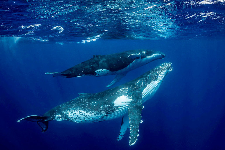 Факты про синего кита