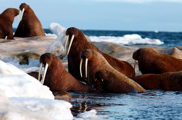 Сообщение на тему животные арктики 