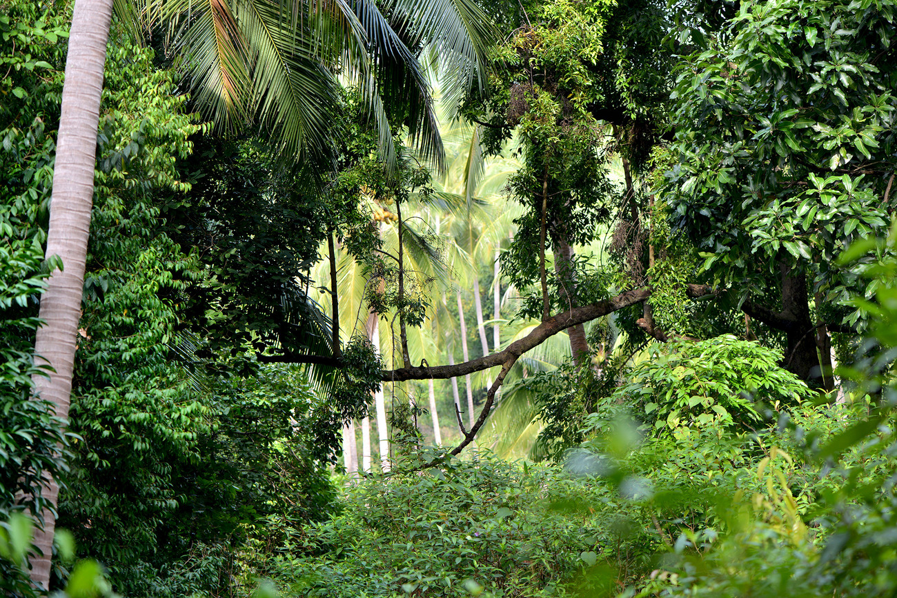 Описание джунглей. Тропические джунгли Индии. Тропические джунгли Таиланд. Непроходимые джунгли Индии. Тропики Индии джунгли.