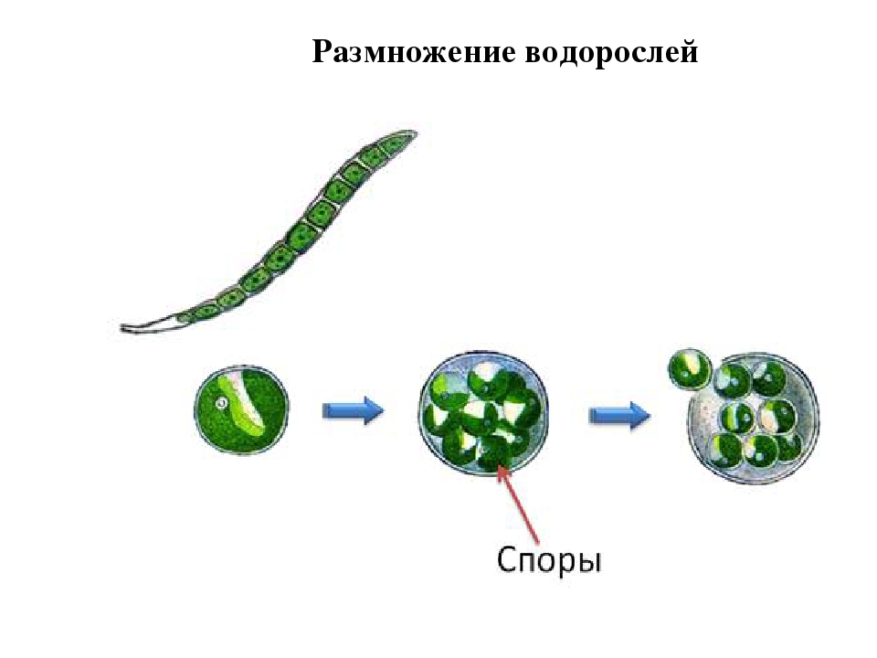 Для водорослей характерно размножение. Размножение водорослей спорами. Размножение водорослей 7 класс. Размножение одноклеточных зеленых водорослей. Размножение водорослей 6 класс биология.