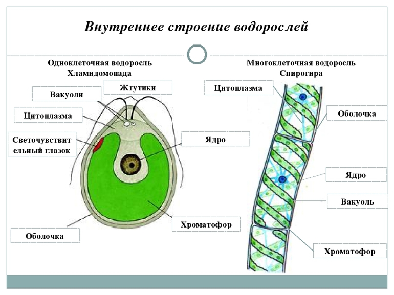 Размножение водорослей 