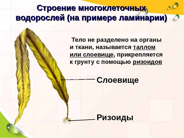 Как размножаются водоросли 