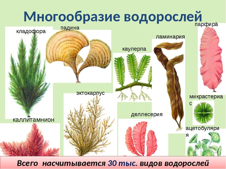 Чем размножаются водоросли 