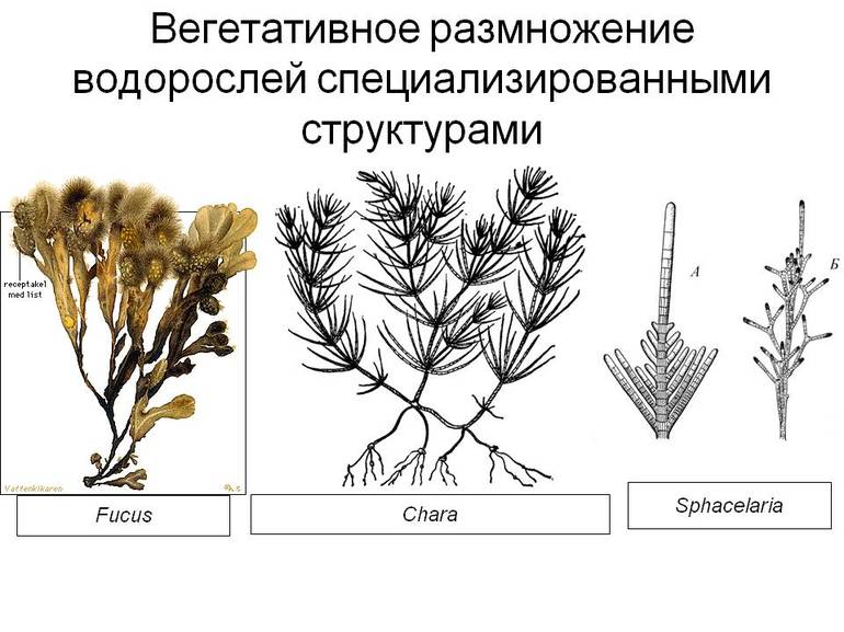 Водоросли размножаются 