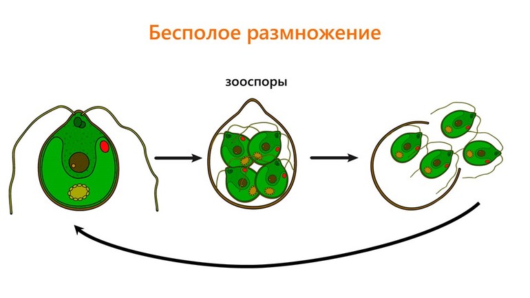 Водоросли размножение 