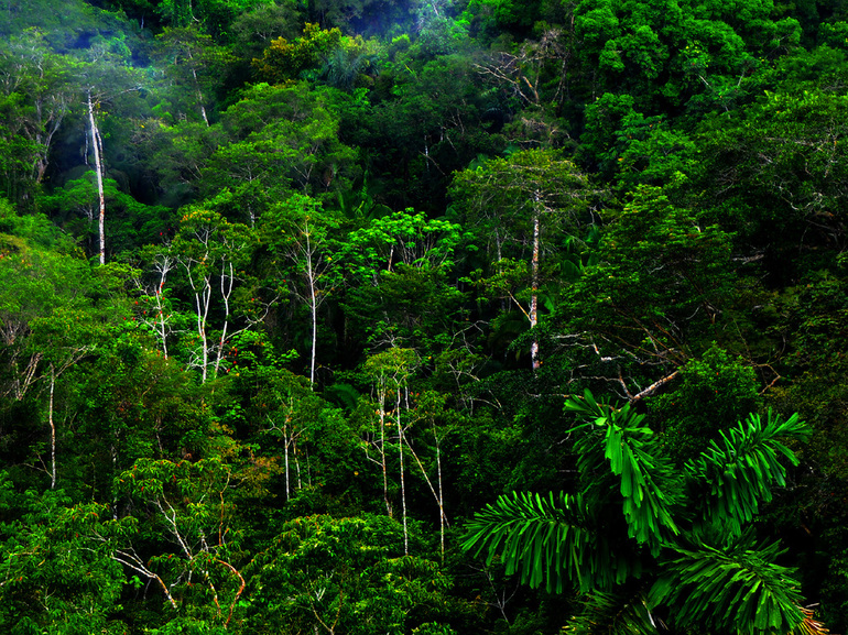 Влажные леса