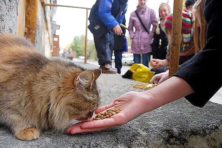 Накормить бездомную кошку