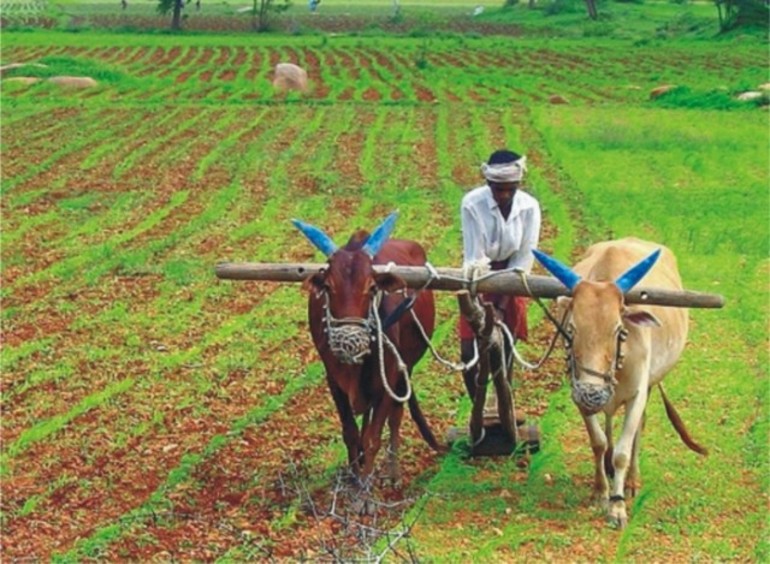 Сельское хозяйство Южной Азии