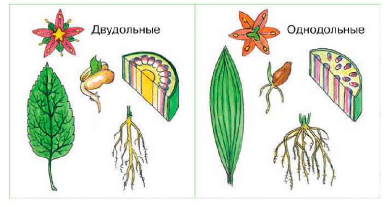 Стержневая корневая система двудольных растений 