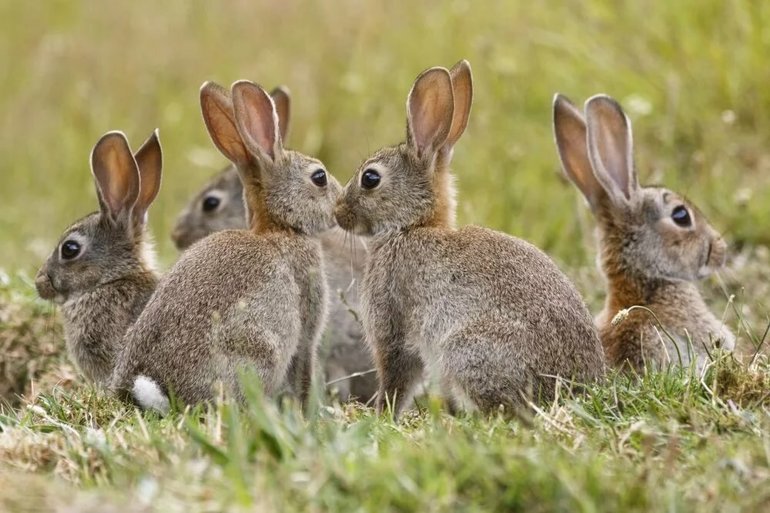 Кролики в Австралии