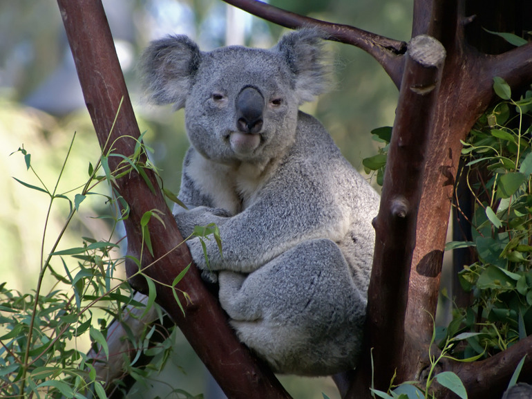 Кто такая коала
