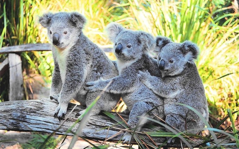 Внешний вид коалы