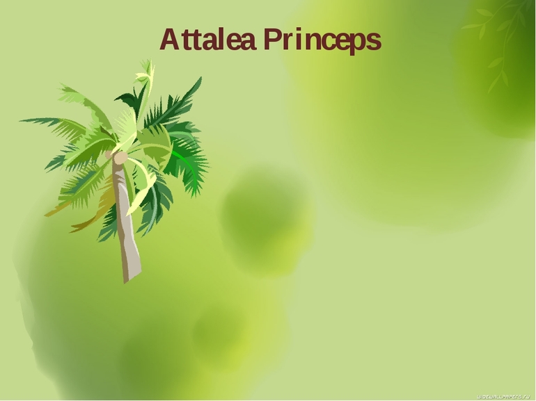 Сказка «Attalea princeps»