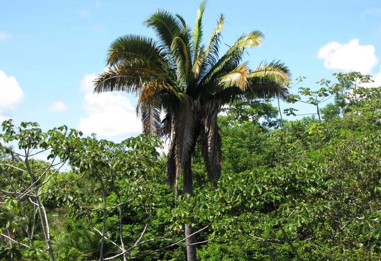 Attalea princeps — бразильская пальма