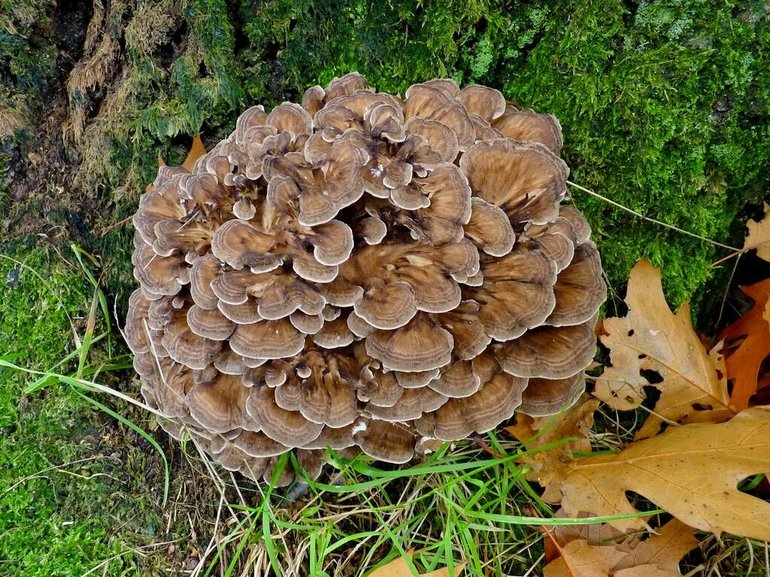Паразитические грибы примеры 