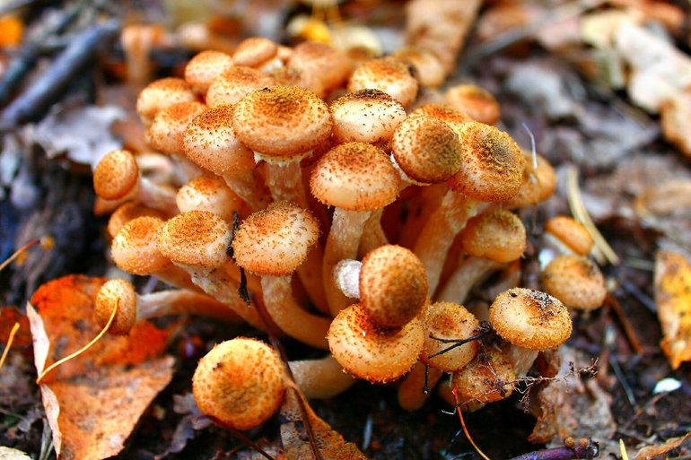 Примеры грибов паразитов 