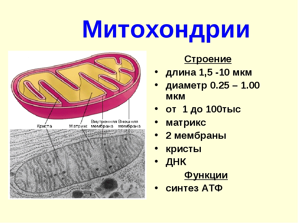 В каких клетках содержится митохондрия. Митохондрии строение и функции. Состав и строение митохондрии. Митохондрии строение и функции рисунок. Состав митохондрии.