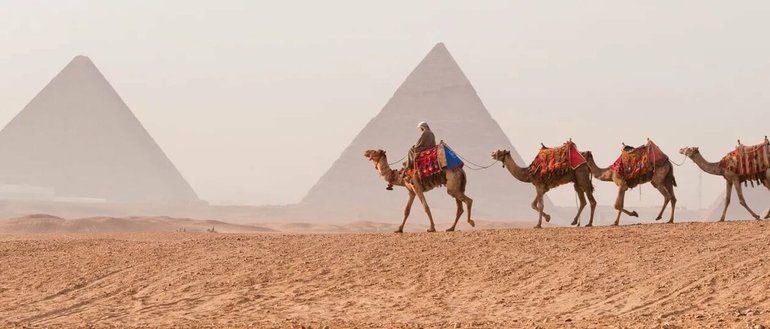 Египетские бедуины использовали преимущественно верблюдов для дальних путешествий