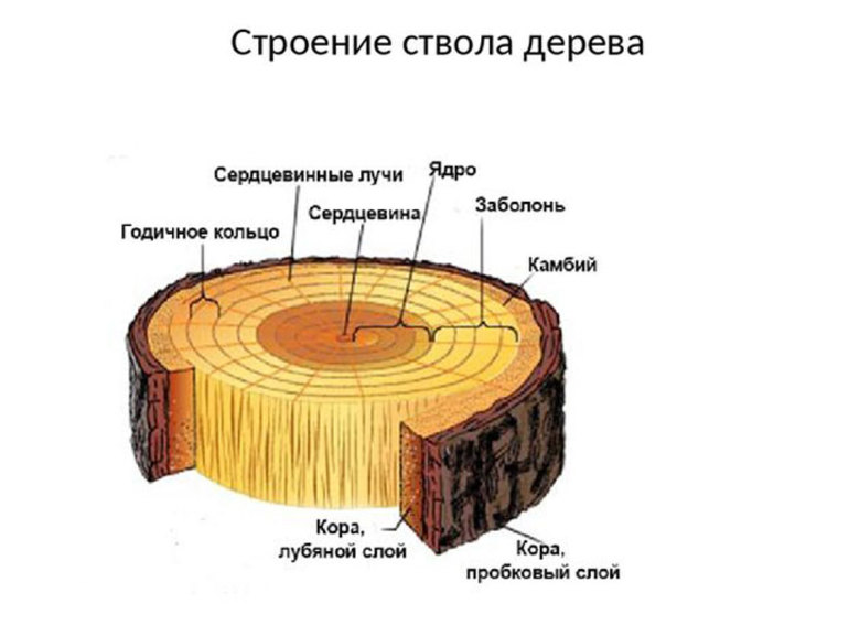 Строение ствола дерева