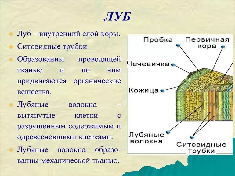 Строение луба